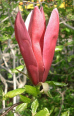 Mulan (magnolia liliiflora)
                            generalmente tiene efecto contra molestias
                            de senos paranasales y alergias
