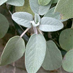 Salvia generalmente tiene un efecto
                            antibacterial, antisptico y
                            antiespasmdico, y adems estimula los
                            muslos del tero.