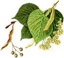Tilo (aqu: flores y hojas de tilo)
                            atrasan inflamaciones y son un tnico de
                            nervios
