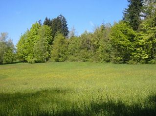 edge
                          of the forest with light yellowish green in
                          the sunshine and dark bluish green in the
                          shadow