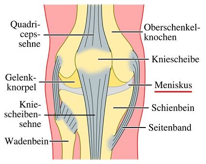 Der Meniskusknorpel im
                      Knie, Schema von vorn
