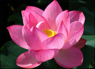 Flor lotus rosada