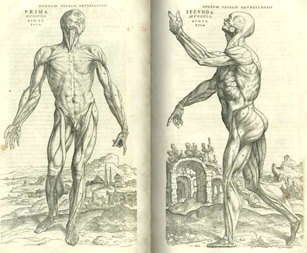 Andreas Vesalius, estudios musculares