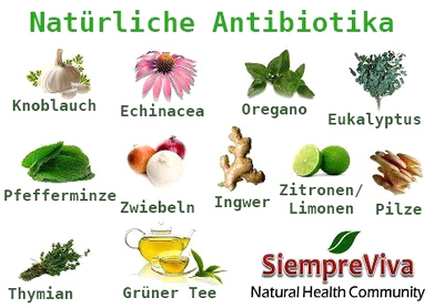 Natrliche Antibiotika: Knoblauch,
                        Echinacea, Oregano, Eukalyptus, Pfefferminze,
                        Zwiebeln, Ingwer, Zitronen / Limonen, Pilze,
                        Thymian, Grntee