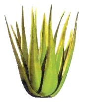 Aloe-Vera-Kaktus