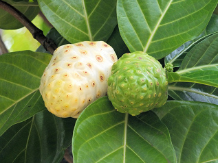 fruta de noni
                madura blanca amarillenta y fruta de noni no madura
                verde