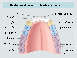 La dentadura adulta en una esquema en color
                        con indicaciones de los aos cuando salen los
                        dientes ms o menos: los primeros dientes
                        molares (muelas) con 5-6 aos, los dientes
                        incisivos centrales con 6-8 aos, los segundos
                        dientes incisivos von 7-9 aos, los primeros
                        premolares con 9-11 aos, los segundos
                        premolares con 10-12 aos, los dientes caninos
                        con 11-13 aos, los segundos dientes molares
                        (muelas) con 12-17 aos, los terceros molares
                        (muelas del juicio) con 18-30 aos [16].