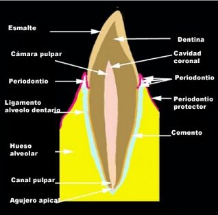 Diente, esquema de un diente incisivo con
                          indicaciones, del interior al exterior: cmara
                          pulpar, cavidad coronal, canal pulpar agujero
                          apical, dentina, esmalte, cemento, ligamento
                          alveolo dentario, hueso alveolar, periodontio
                          [45].