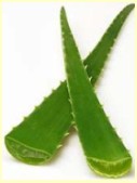 Sbila (Aloe vera), hojas