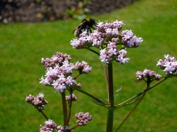 Valeriana officinalis con abeja