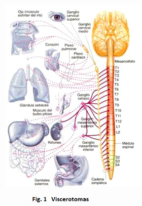 Cada vertebra
                              tiene su conexin con rganos distintos