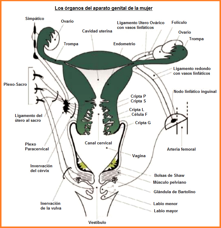 Los rganos del aparato
                  genital de la mujer