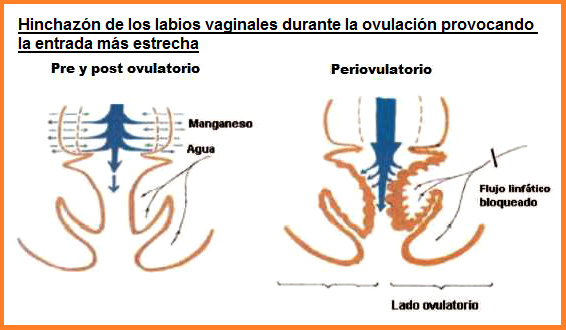 Hinchazn de los labios
                  vaginales (edema vulvar) durante la ovulacin
                  provocando la entrada ms estrecha