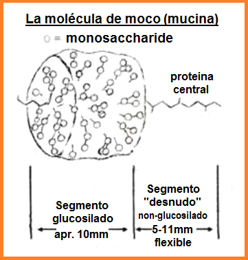 Fig. 4+5: La molcula de
                  moco (mucina)