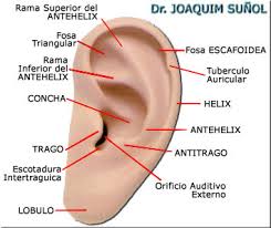 Las zonas de la oreja