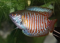 Gourami fish in sour
                    water from Asia