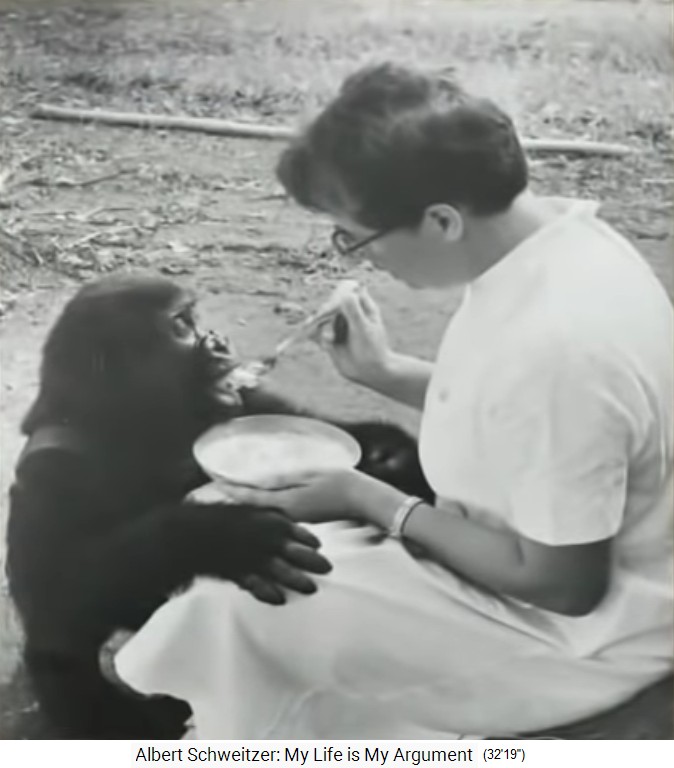 Lambarene: Tochter Rhena füttert
                    einen Schimpansen
