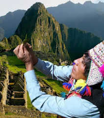 Healer in Peru
                        prising the leaves (in the background Machu
                        Picchu can be seen)