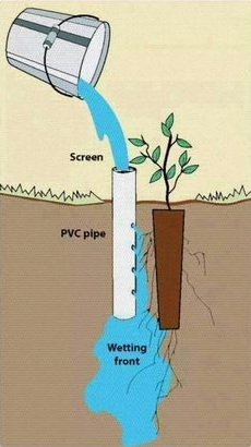 Wasserrohr zur
                  Bewässerung eines Baumsprösslings in trockenen
                  Gegenden, Schema, das Rohr ist aber nicht genug