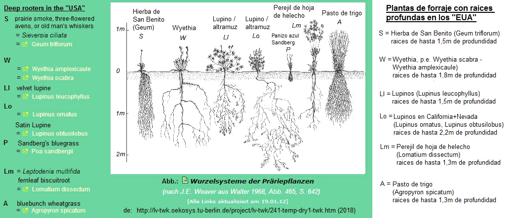 Plantas
                            forrajeras con races largas en los
                            "EUA": hierba de San Benito
                            (Geum), whyetia, lupino, perejil de hoja de
                            helecho, pasto de trigo