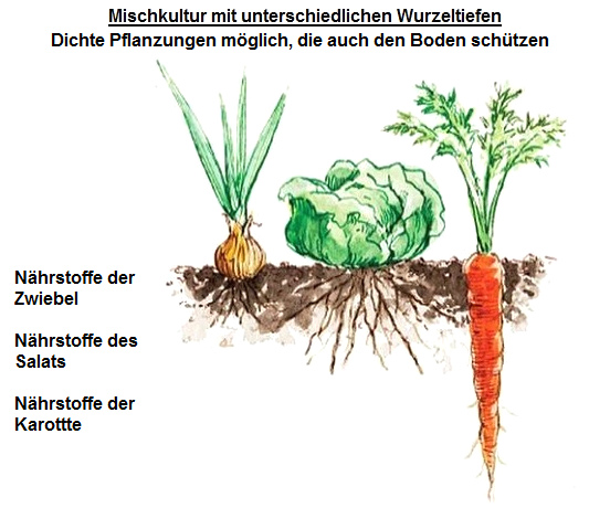 Mischkultur Wurzelschema mit
                                Zwiebeln, Salat und Karotten, die ihre
                                Nährstoffe in verschiedenen Bodentiefen
                                holen. So sind dichte Pflanzungen
                                möglich, die auch den Boden schützen