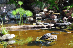 Wasserschildkröte sonnt sich auf
                    flacher Steininseln