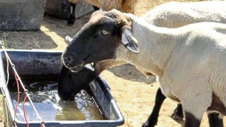 Schafe trinken Wasser aus einer Schubkarre