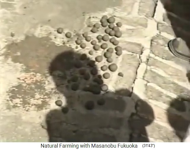 Samenbällchen von Fukuoka: Da liegen die
                    frischen Samenbällchen am Boden, Nahaufnahme