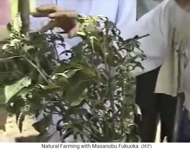 Fukuoka in
                    Indien: Vortrag über Virusbefall: Blätter werden
                    gelb-grün gestreift