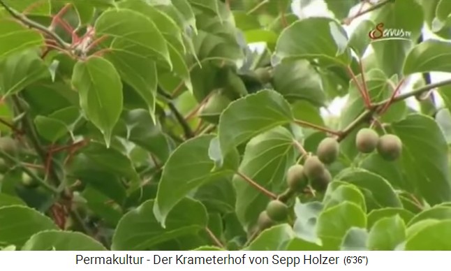 Krameterhof
                    von Sepp Holzer: Es wachsen Kiwis in Hülle und
                    Fülle, die normalerwiese nur im Australien oder
                    Neuseeland wachsen