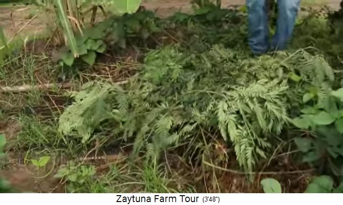 Zaytuna Farm, mulch pit with tree leaves