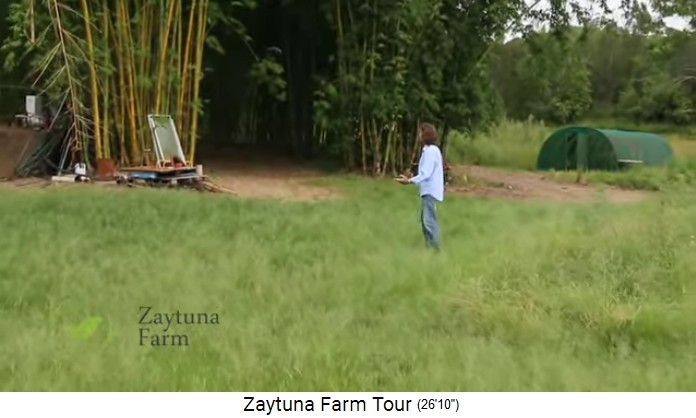 Zaytuna-Farm (Australien), bamboo forest 01