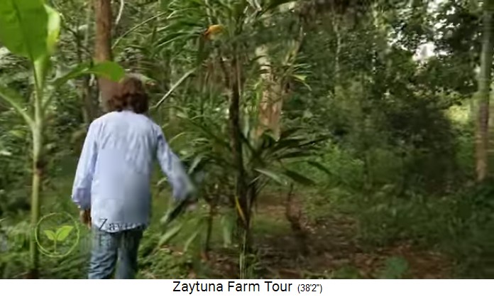 Zaytuna-Farm (Australien),
                    old growth food forest interior 02