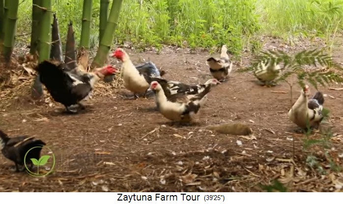 Zaytuna-Farm (Australien), geese in the
                    forest