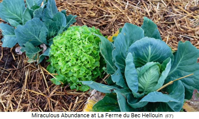 Bauernhof der Familie Hervé-Gruyer in Le
                    Bec-Hellouin: Hügelbeet mit verschiedenen Salaten