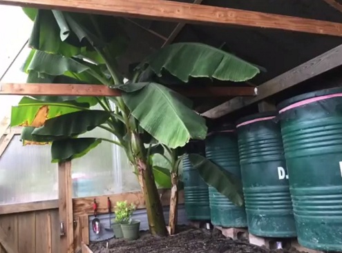 Dwarf
                        banana in the pit greenhouse on a raised bed has
                        not enough space