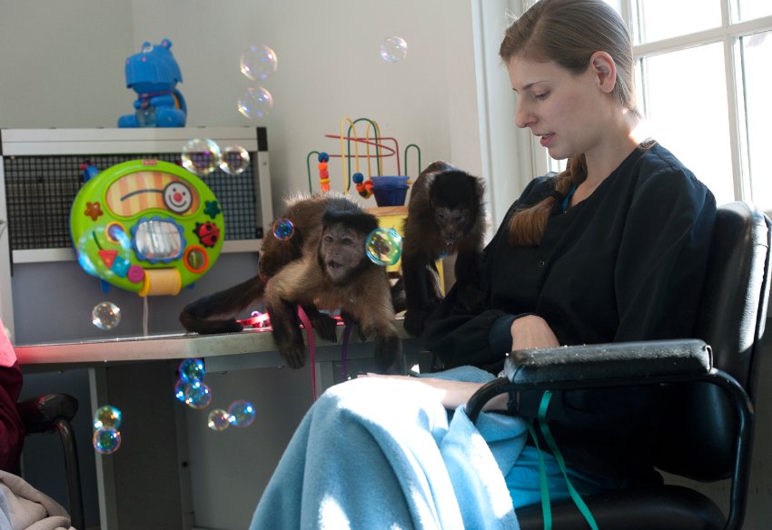 Ein Kapuzineraffe
                          in der Ausbildung: Trainerin Payne im Monkey
                          College: Die ffchen sind von Natur aus
                          neugierig. Um sie zu schulen, arbeiten die
                          Trainer daran, ihre Aufmerksamkeitsspanne zu
                          vergrern