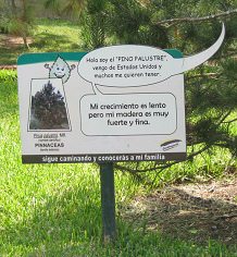 Botanischer Garten im
                          "Legendenpark" in Lima, die Tafel
                          der Sumpfkiefer