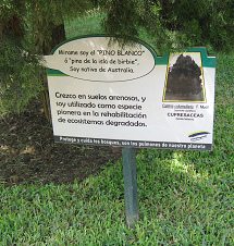 Botanischer Garten im
                          "Legendenpark" in Lima, die Tafel
                          des Baums Callitris columellaris