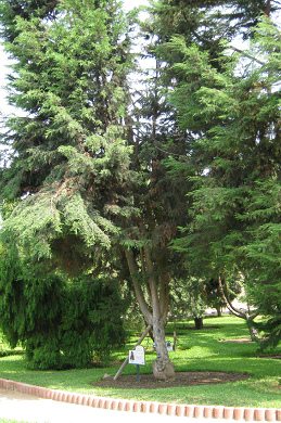 Botanischer Garten im
                          "Legendenpark" in Lima,
                          Monterrey-Zypresse
