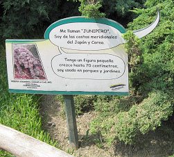 Botanischer Garten im
                          "Legendenpark" in Lima, die Tafel
                          Japanischer Lebensbaum