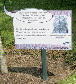 Botanischer Garten im
                          "Legendenpark" in Lima, Tafel
                          Urweltmammutbaum