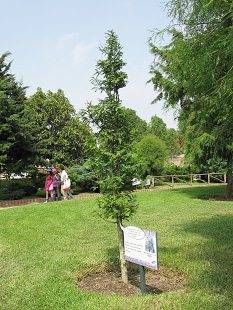 Botanischer Garten im
                          "Legendenpark" in Lima,
                          Urweltmammutbaum