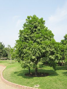 Botanischer Garten im
                          "Legendenpark" in Lima, der Baum
                          Nagleia rospigliosii