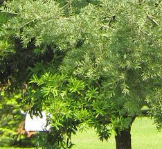 Botanischer Garten im
                          "Legendenpark" in Lima, der Baum
                          Afrogelbholz, Nahaufnahme des Nadelwerks