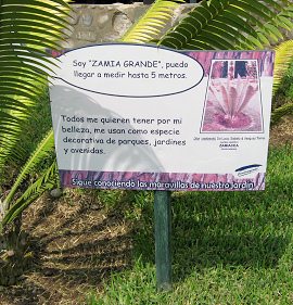 Botanischer Garten im
                          "Legendenpark" in Lima, Tafel Dion
                          Rzedowskii