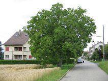 Corcelles bei Payerne, chemin du sansui,
                          die Gestalt eines alten Nussbaums