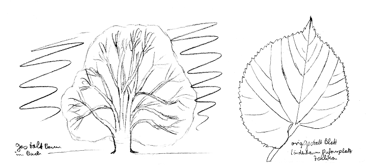 Baum: Sommerlinde, Blatt und Gestalt