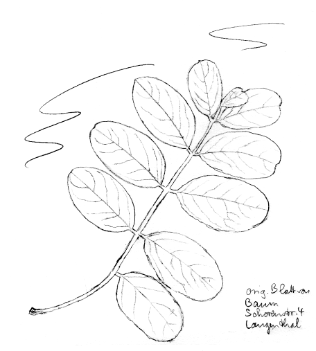 Baum: Robinie (Scheinakazie), Fiederblatt