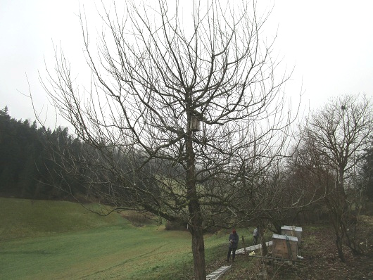Apfelbaum jahrelang nicht
                        geschnitten: das ist ein einziges Gestrpp, wo
                        kaum noch Licht rankommt